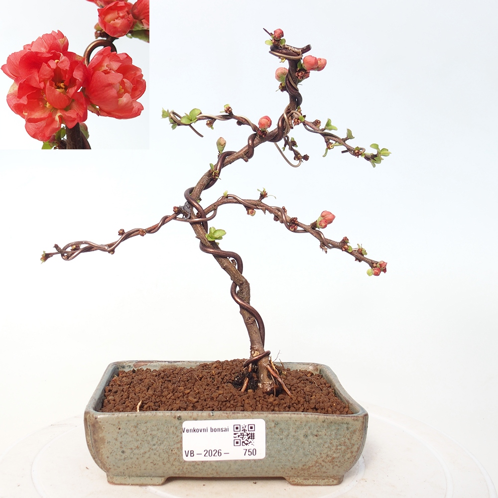 Outdoor bonsai - Chaneomeles s. Red Joy - Quince