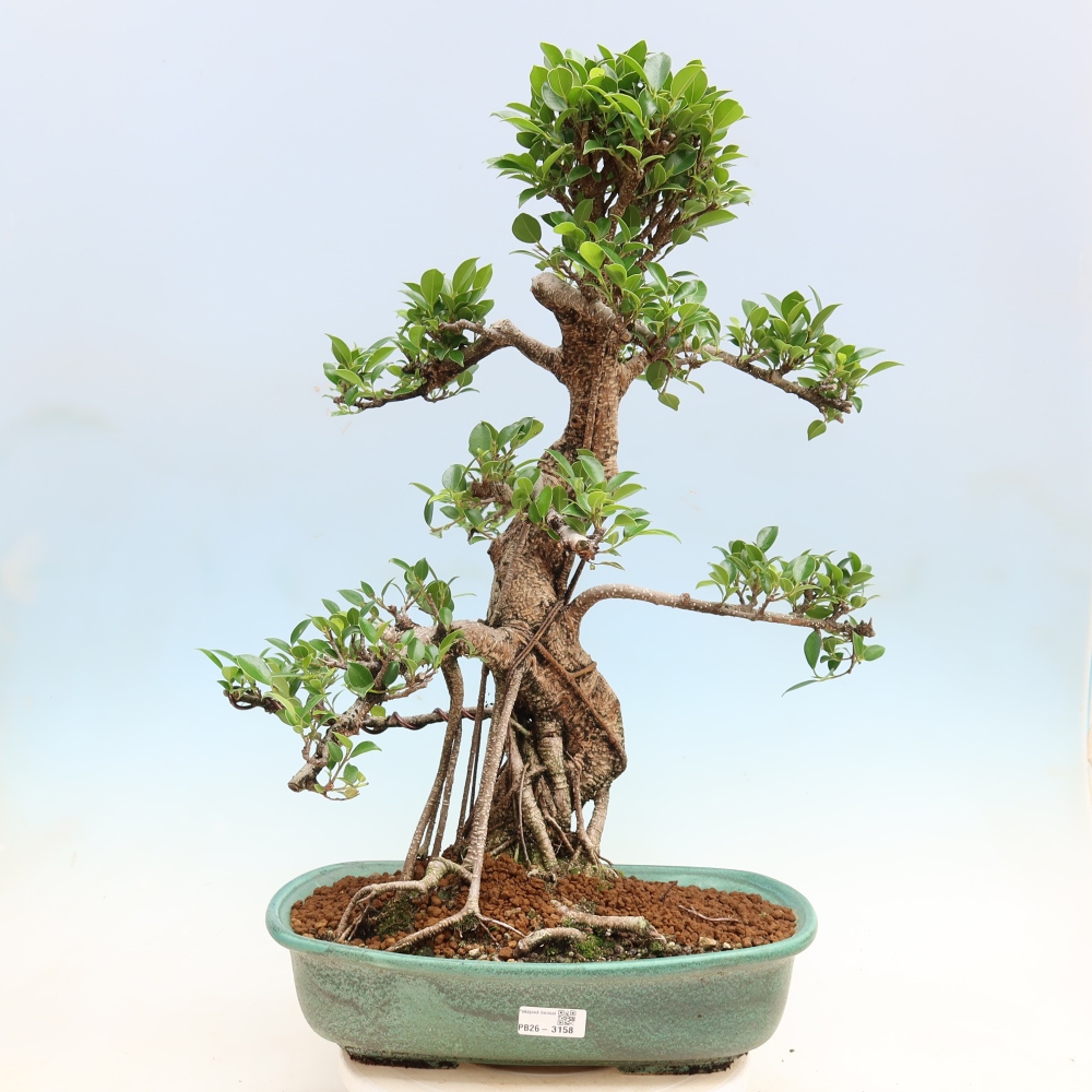 Room bonsai - Ficus kimmen - small-leaved ficus