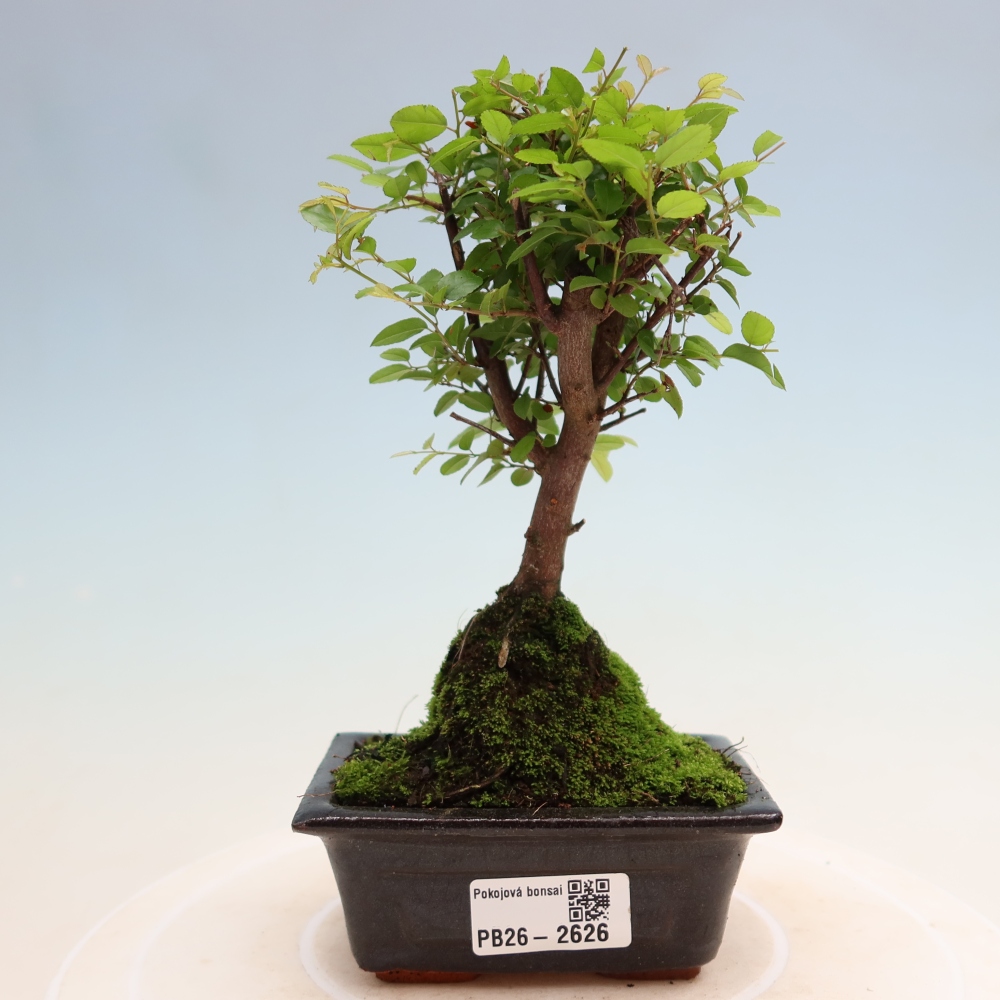 Room bonsai - Sageretia thea - Sageretia thea