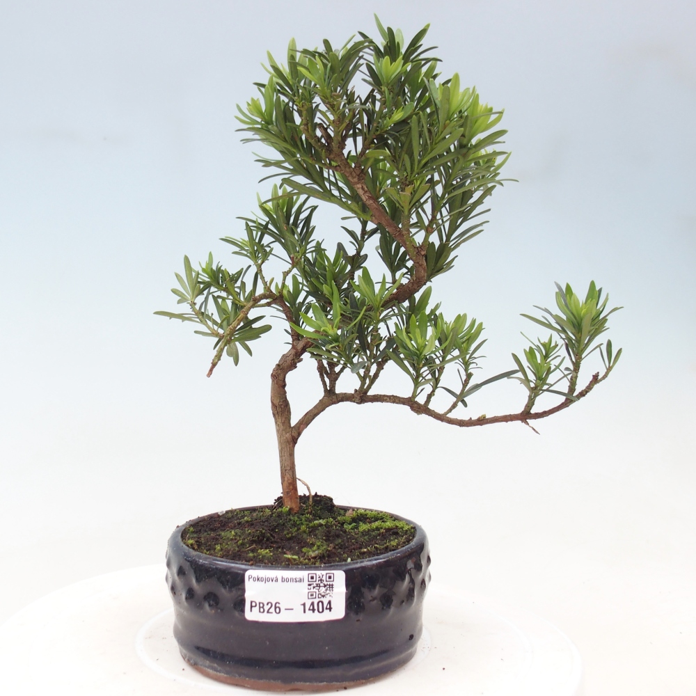 Room bonsai - Podocarpus - Stone Yew