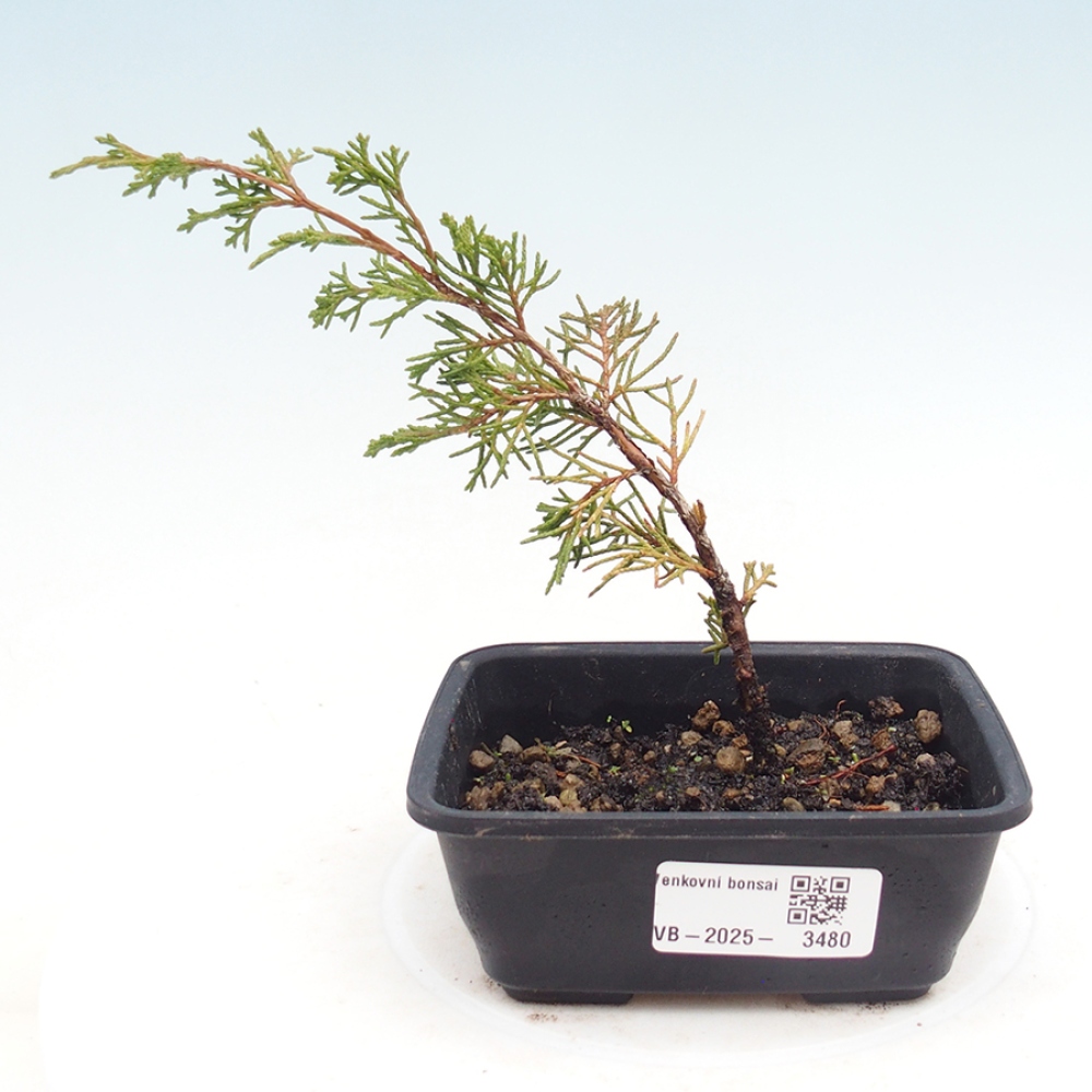 Outdoor bonsai - Juniperus chinensis Itoigawa