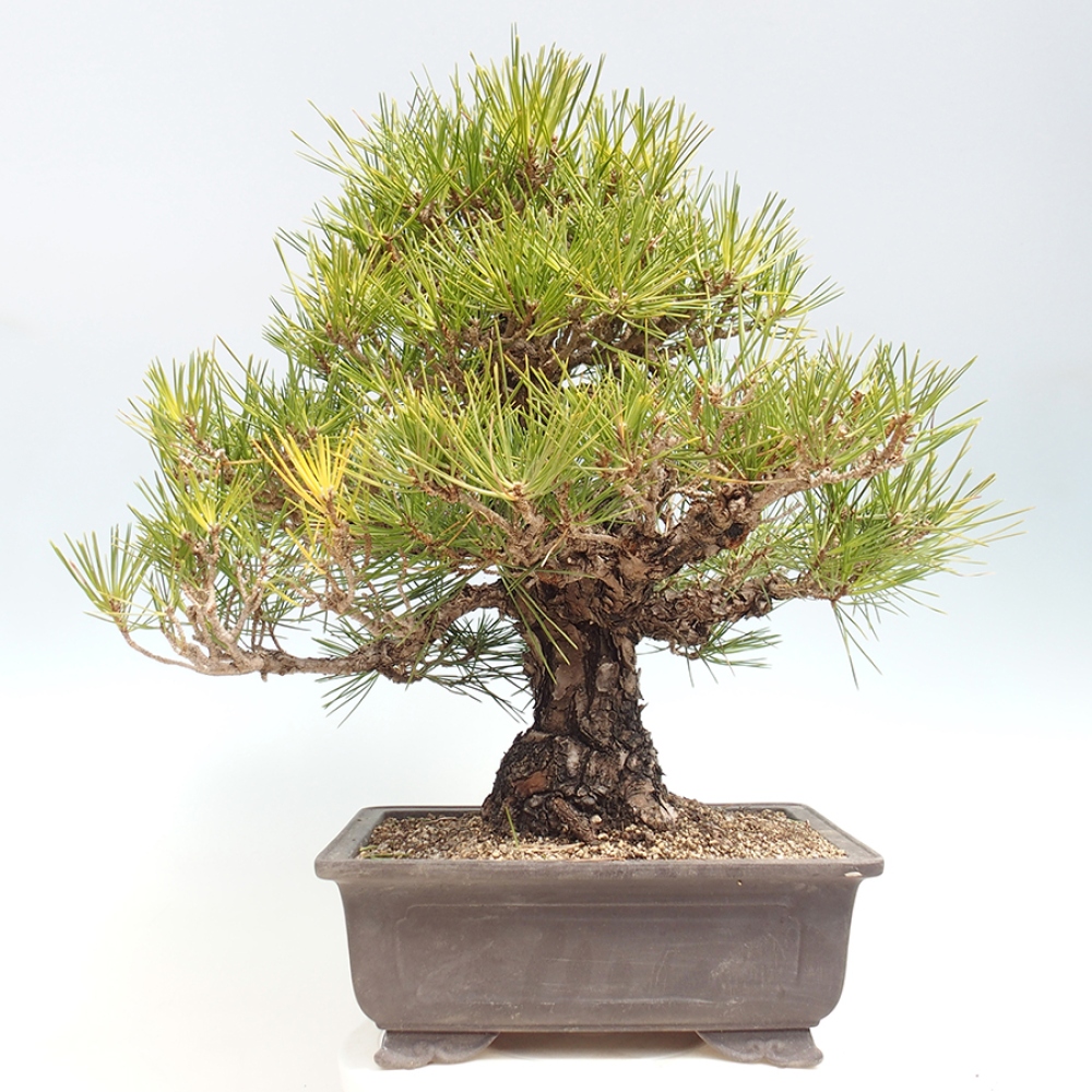 Outdoor bonsai - Pinus thunbergii - Thunberg pine