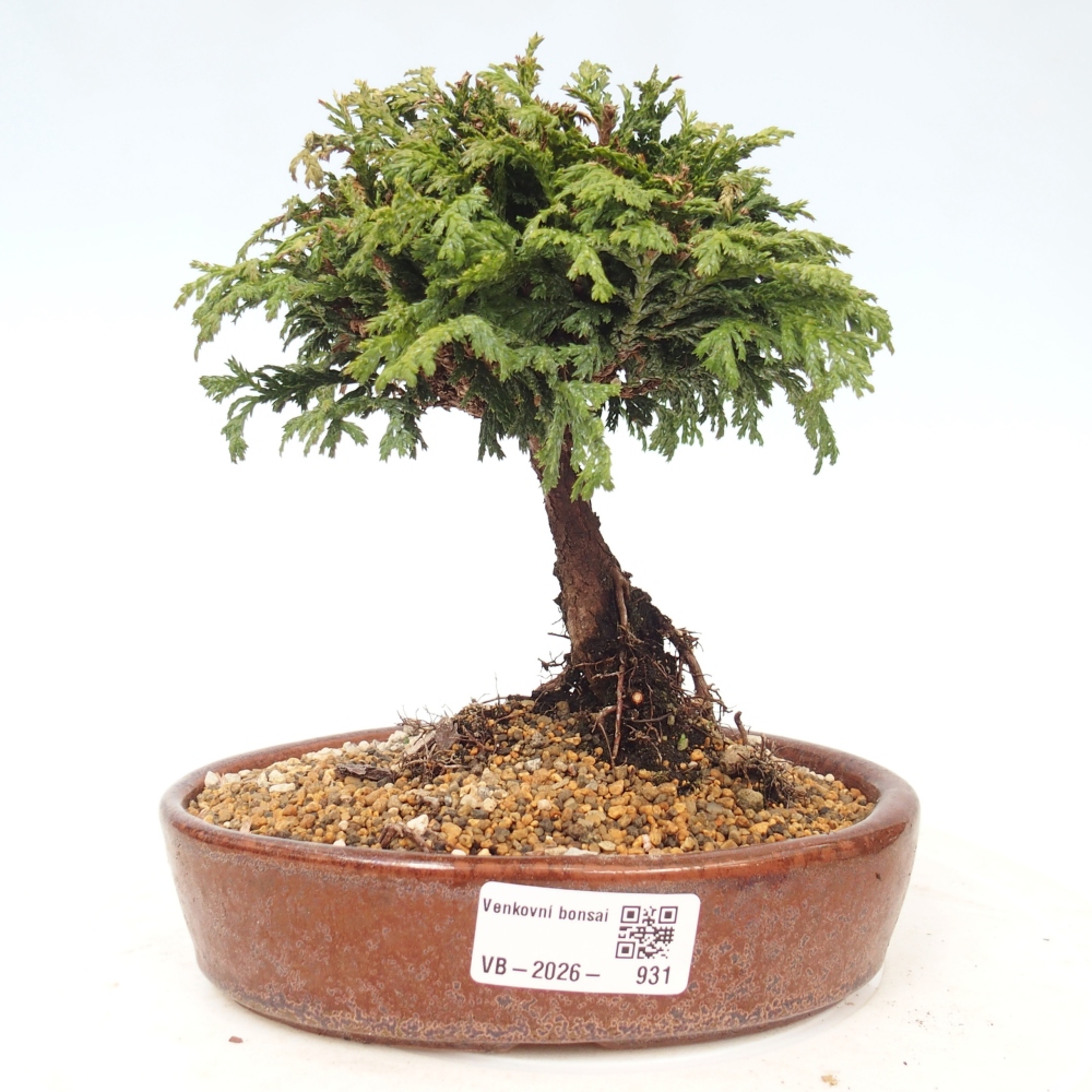 Outdoor bonsai - Cham.pis Parslori - Cypress