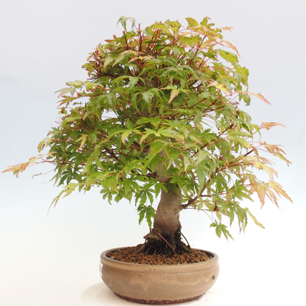 Outdoor bonsai - Maple - Acer palmatum