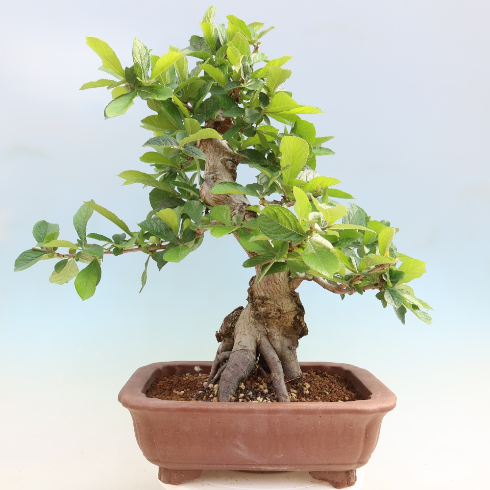 Outdoor Bonsai - Hairy Photinia - Photinia villosa