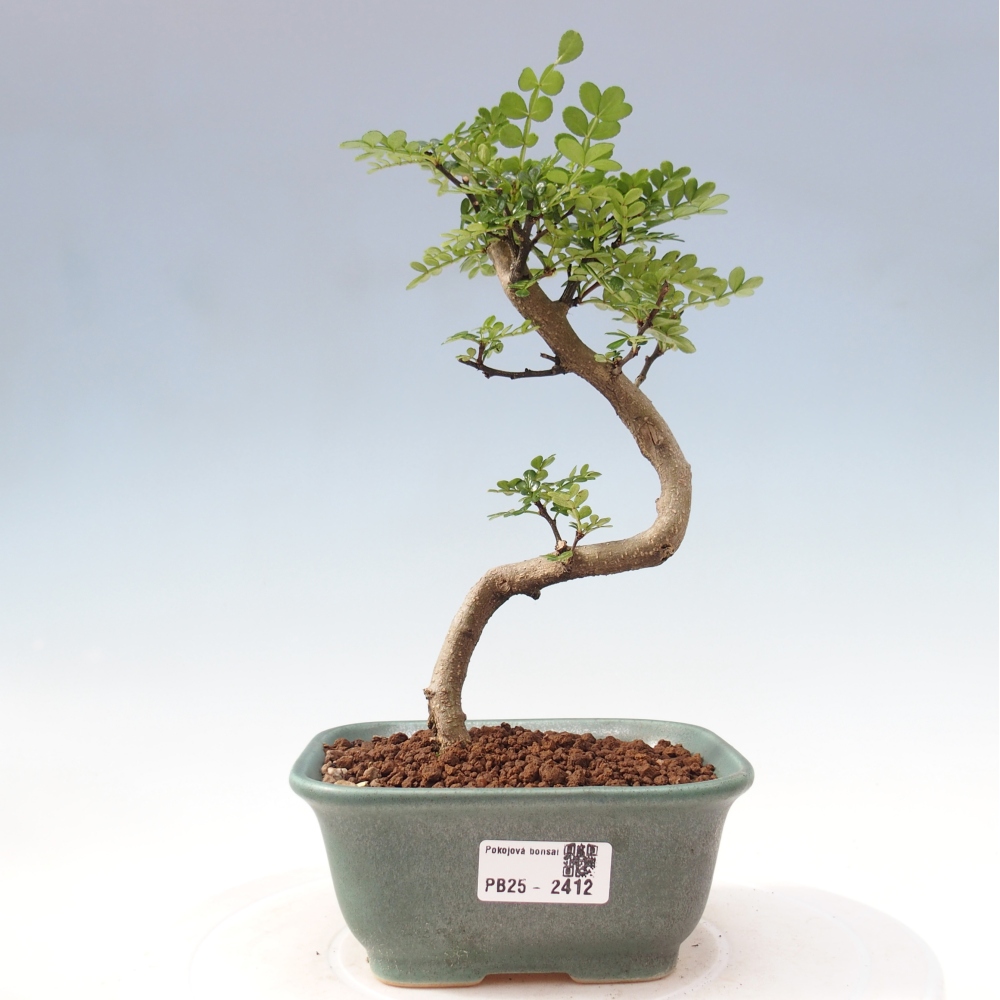 Indoor bonsai - Zantoxylum piperitum - Peppermint