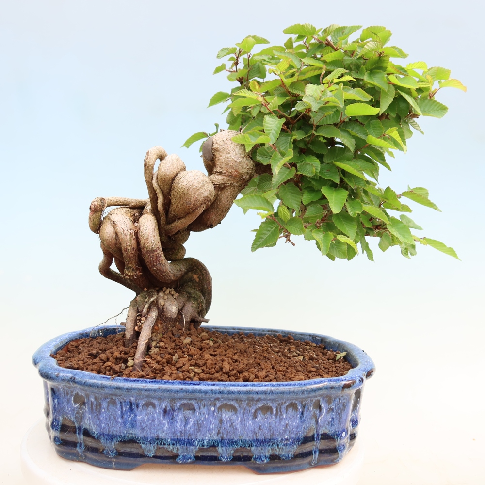 Outdoor bonsai -Carpinus coreana - Korean Hornbeam