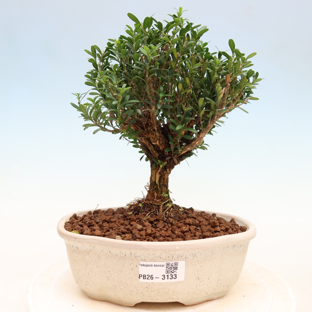 Room bonsai - Buxus harlandii - cork buxus