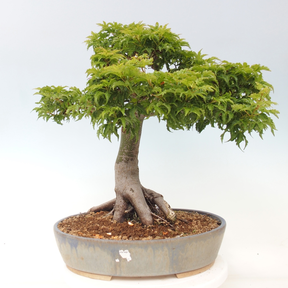 Outdoor bonsai -Javor palm Acer palmatum Shishigashira