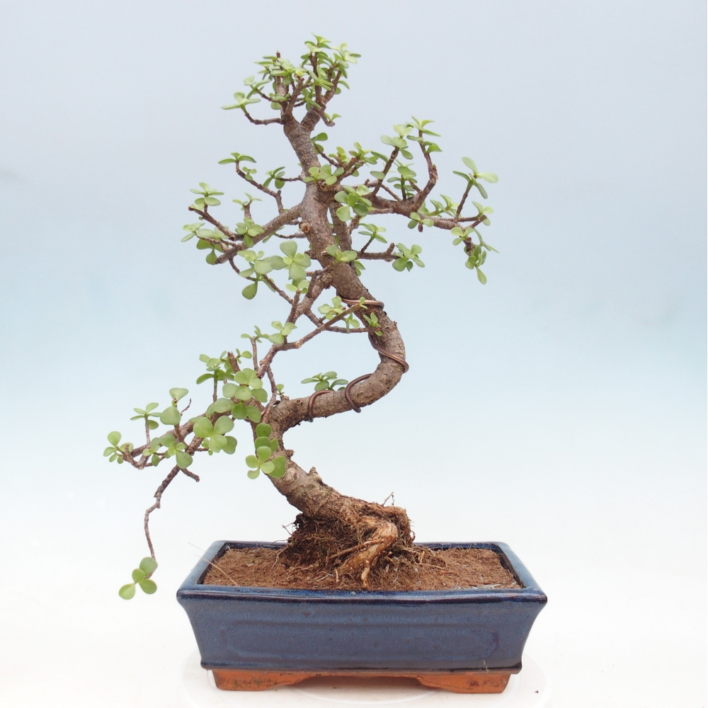 Room bonsai - Portulakaria Afra - Tlustice