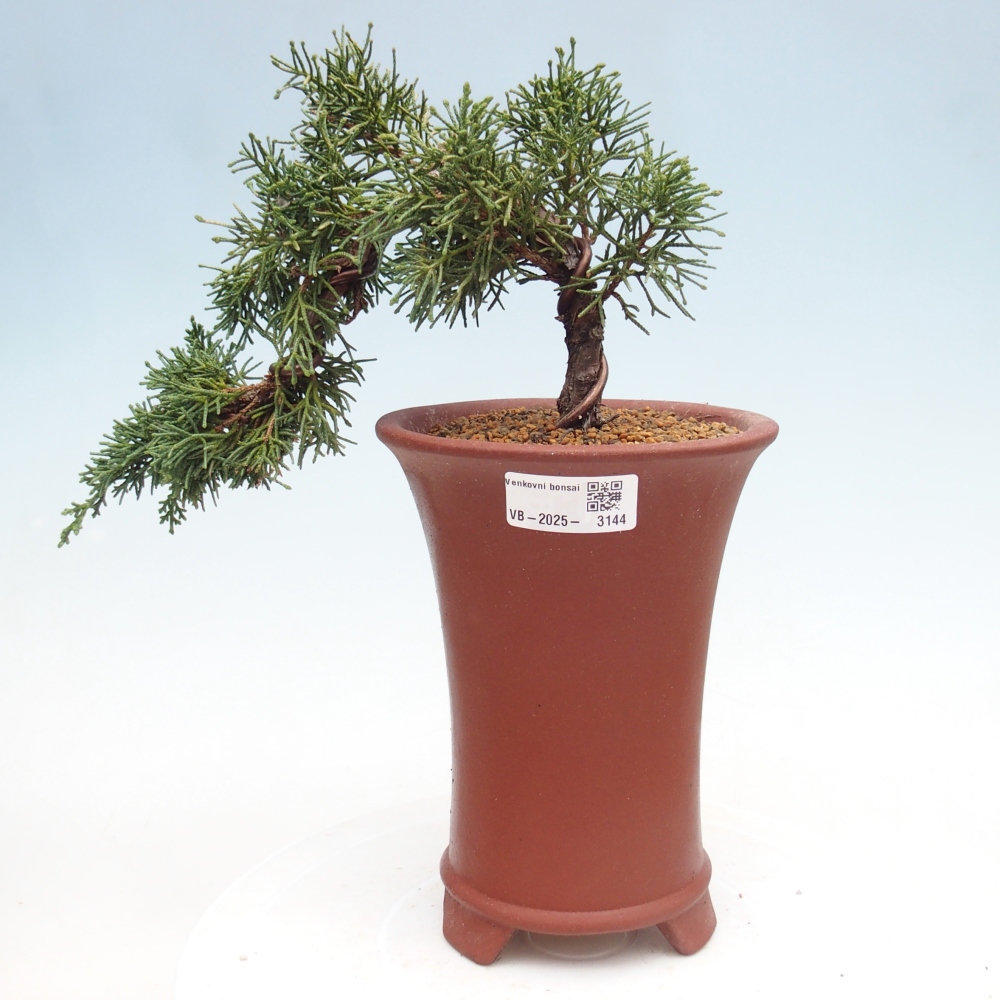 Outdoor bonsai - Juniperus chinensis Kishu - Chinese Juniper
