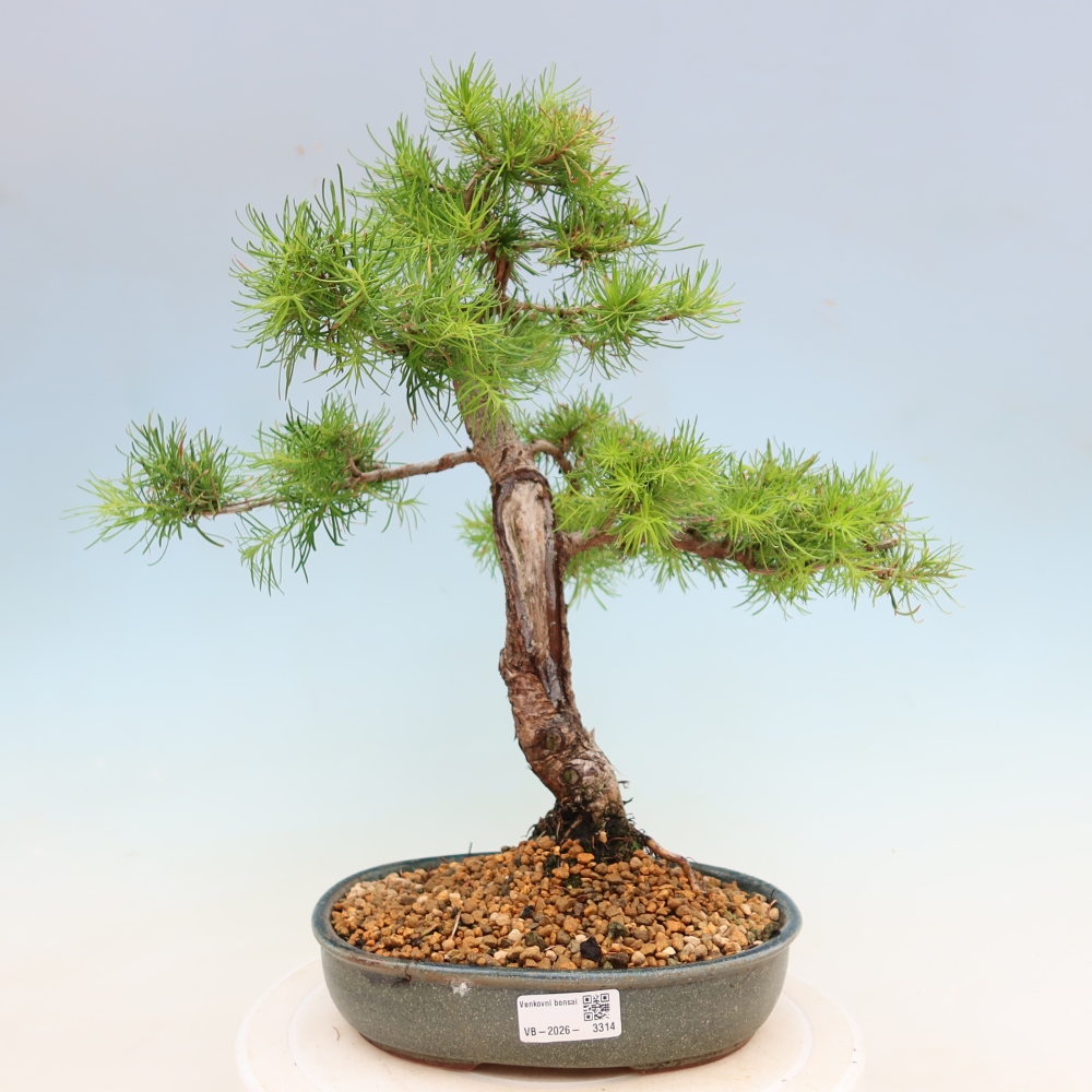 Outdoor bonsai -Larix decidua - Larch