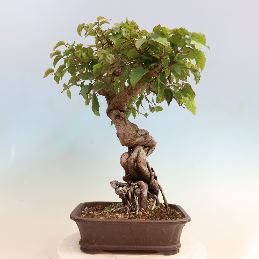 Outdoor bonsai -Carpinus CARPINOIDES - Korean Hornbeam
