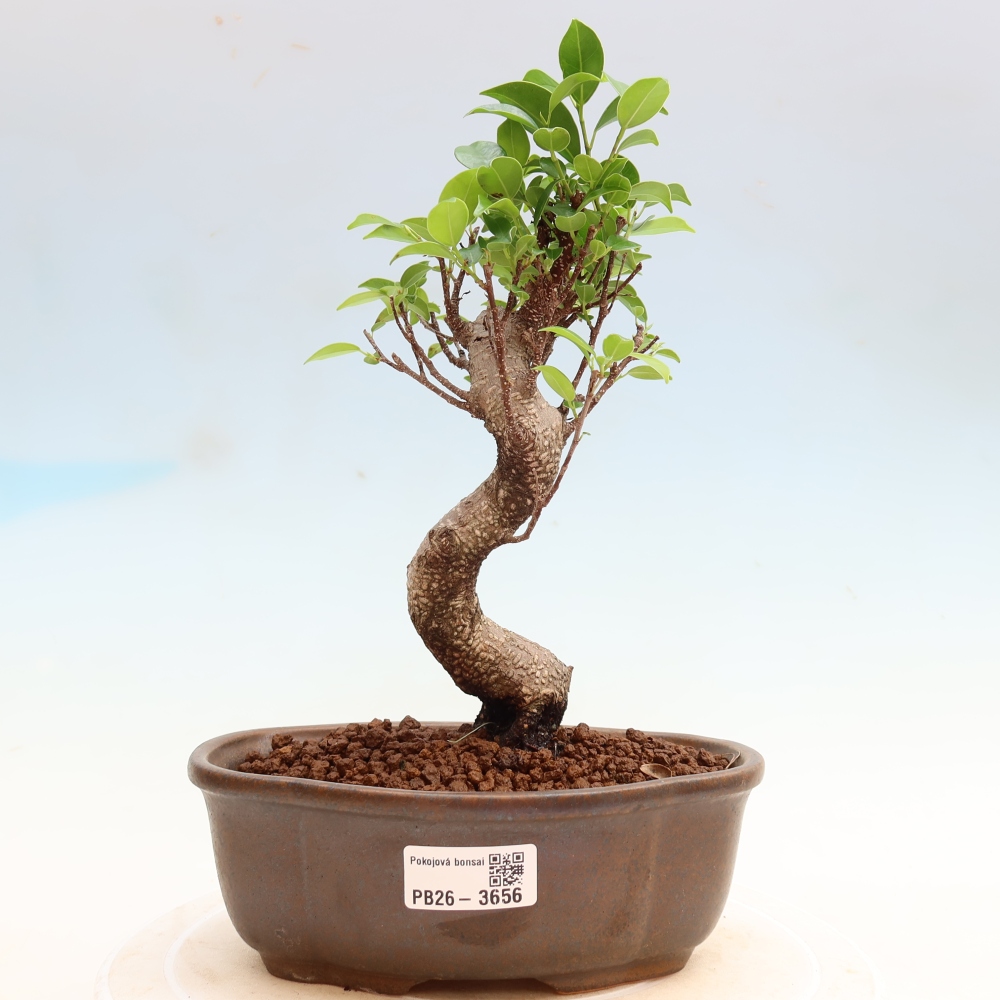 Room bonsai - Ficus kimmen - small-leaved ficus