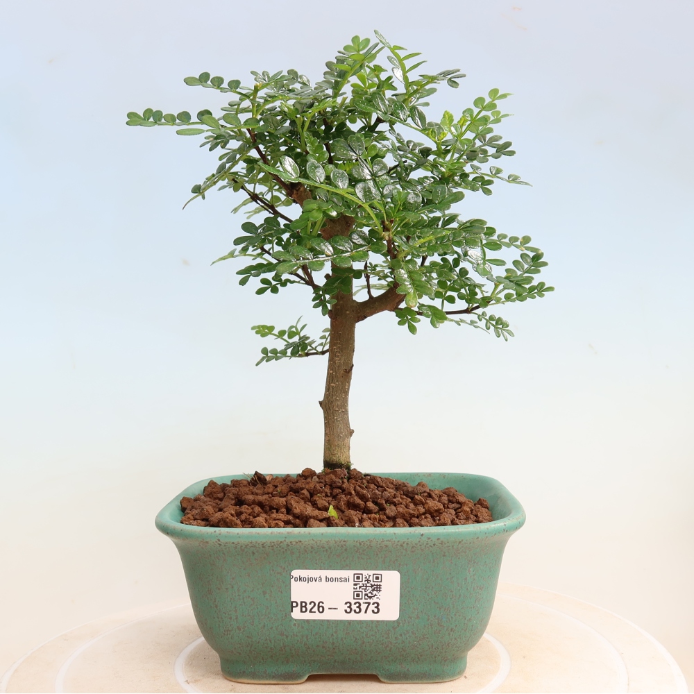 Room bonsai - Zantoxylum piperitum - pepper tree
