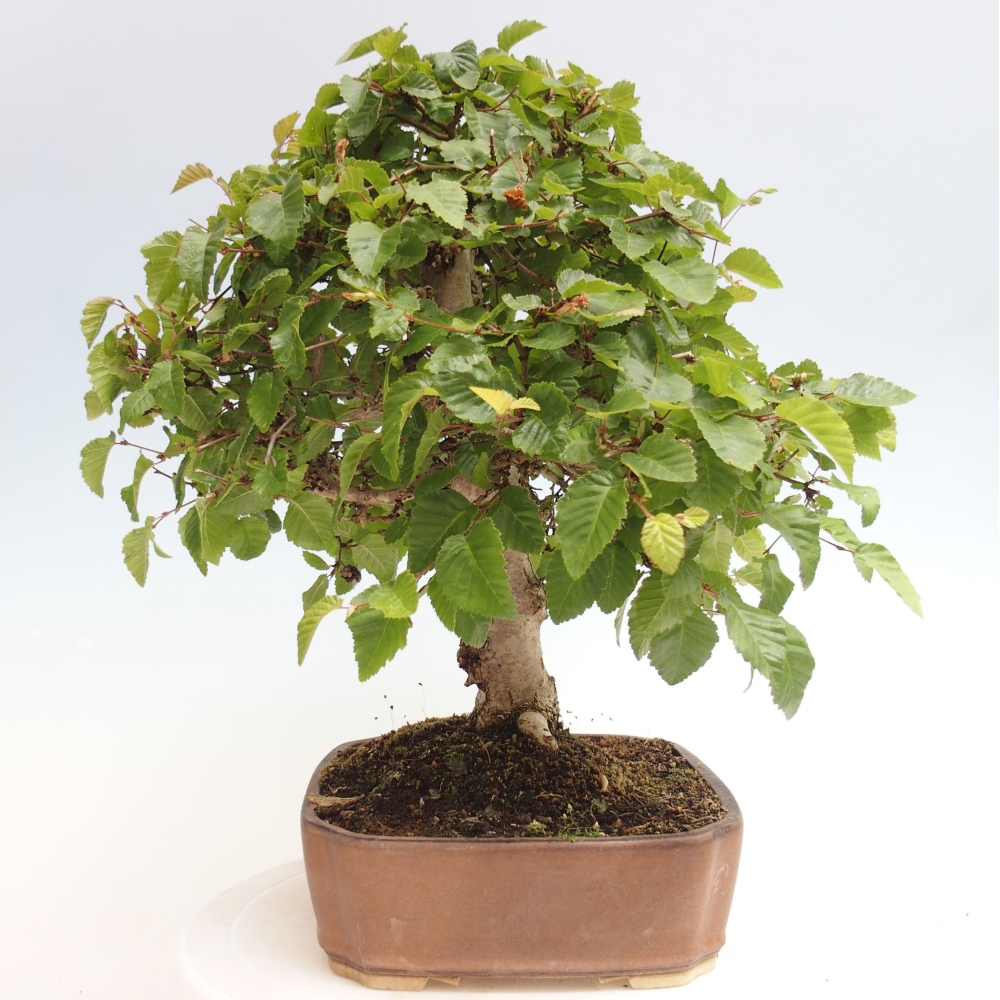 Outdoor bonsai -Carpinus CARPINOIDES - Korean hornbeam