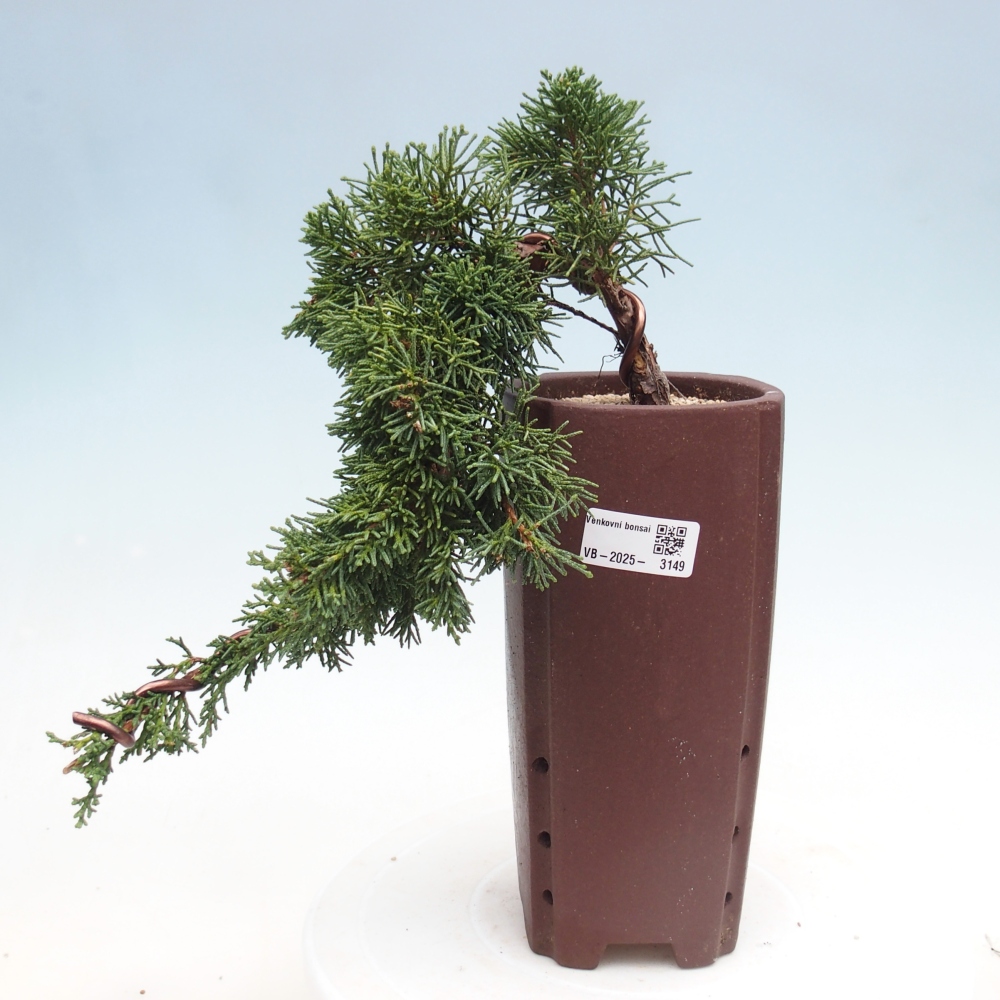 Outdoor bonsai - Juniperus chinensis Kishu - Chinese Juniper
