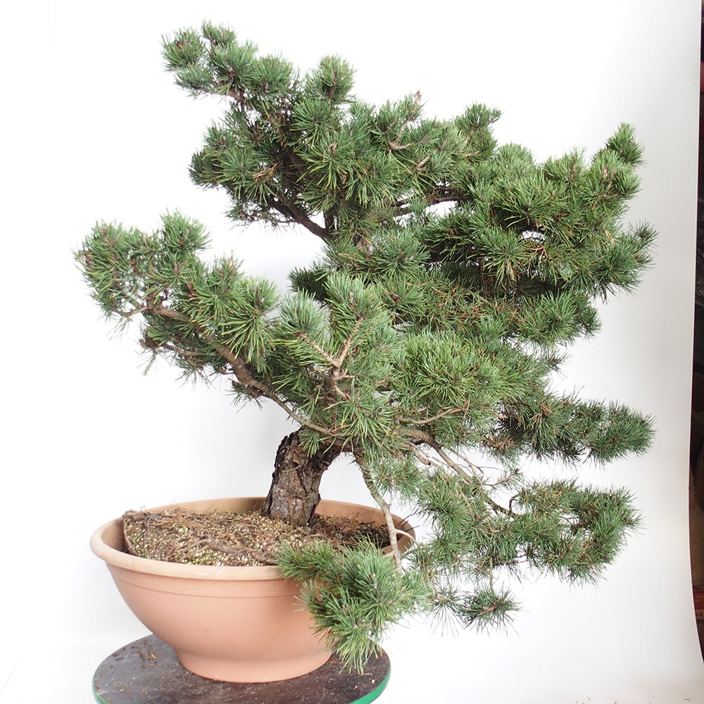 Yamadori - Pinus sylvestris Spain