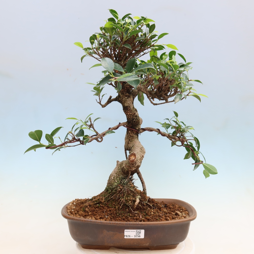 Room bonsai - Ficus kimmen - small-leaved ficus