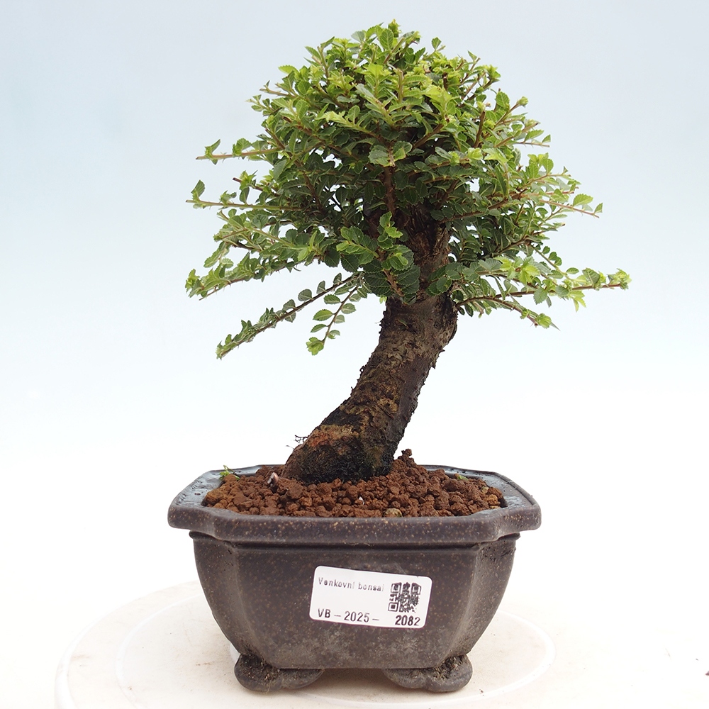 Outdoor bonsai - Ulmus parvifolia Hokkaido - Chinese elm
