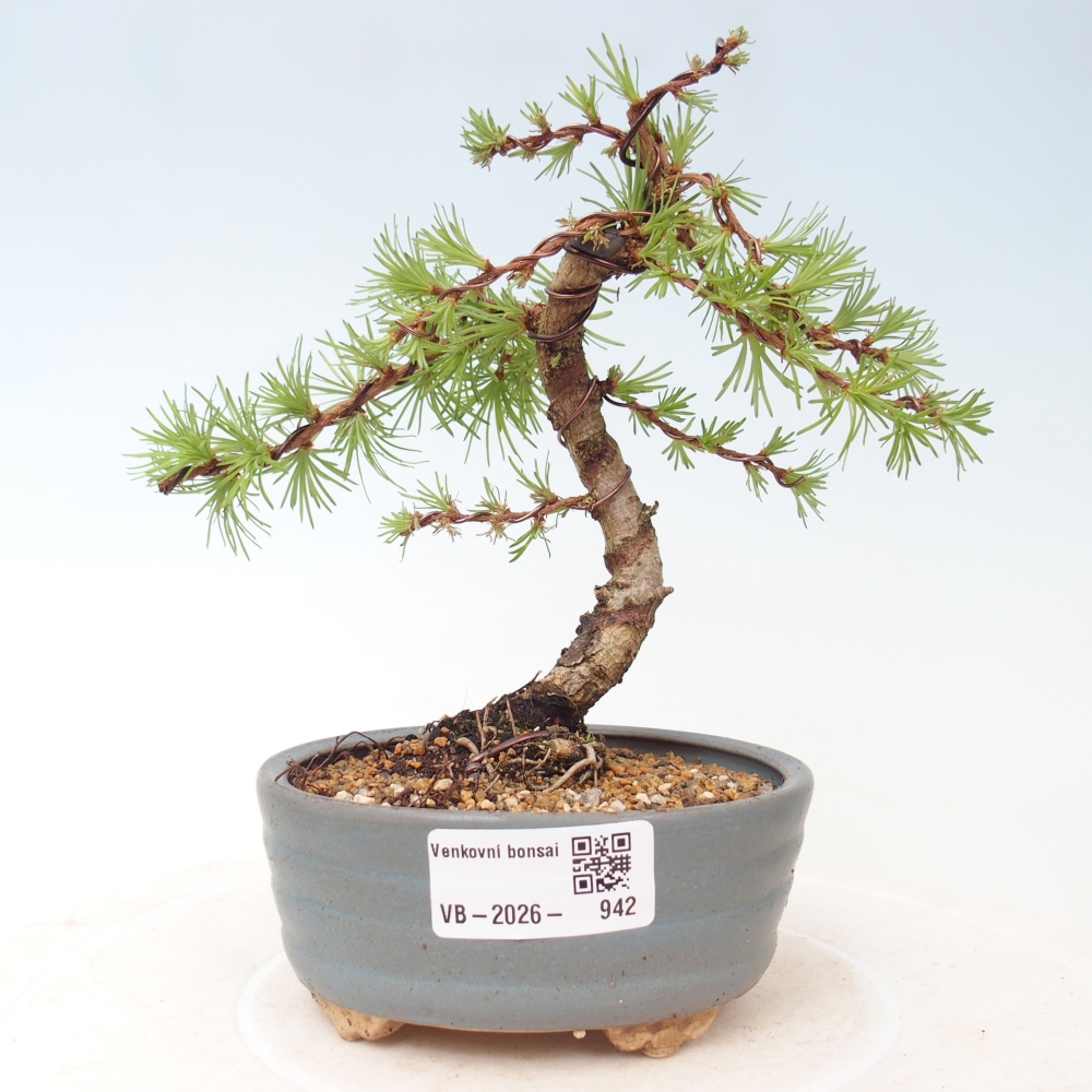 Outdoor bonsai - Larix Kaempferi - Japanese Larch