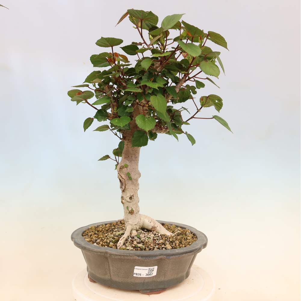 Indoor bonsai - Hibiscus tiliaceus - Sea Hibiscus