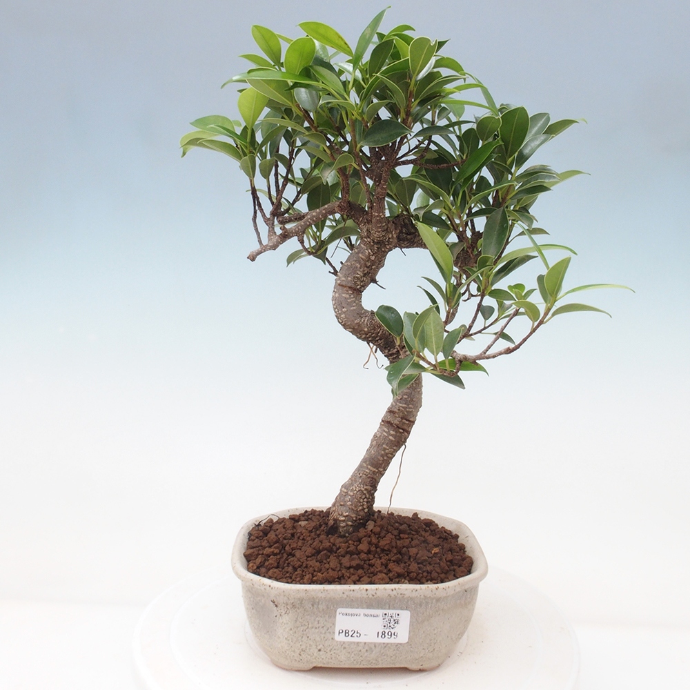 Indoor bonsai - Ficus retusa - small ficus