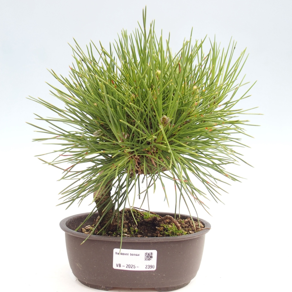 Outdoor bonsai - Pinus thunbergii - Thunbergia pine