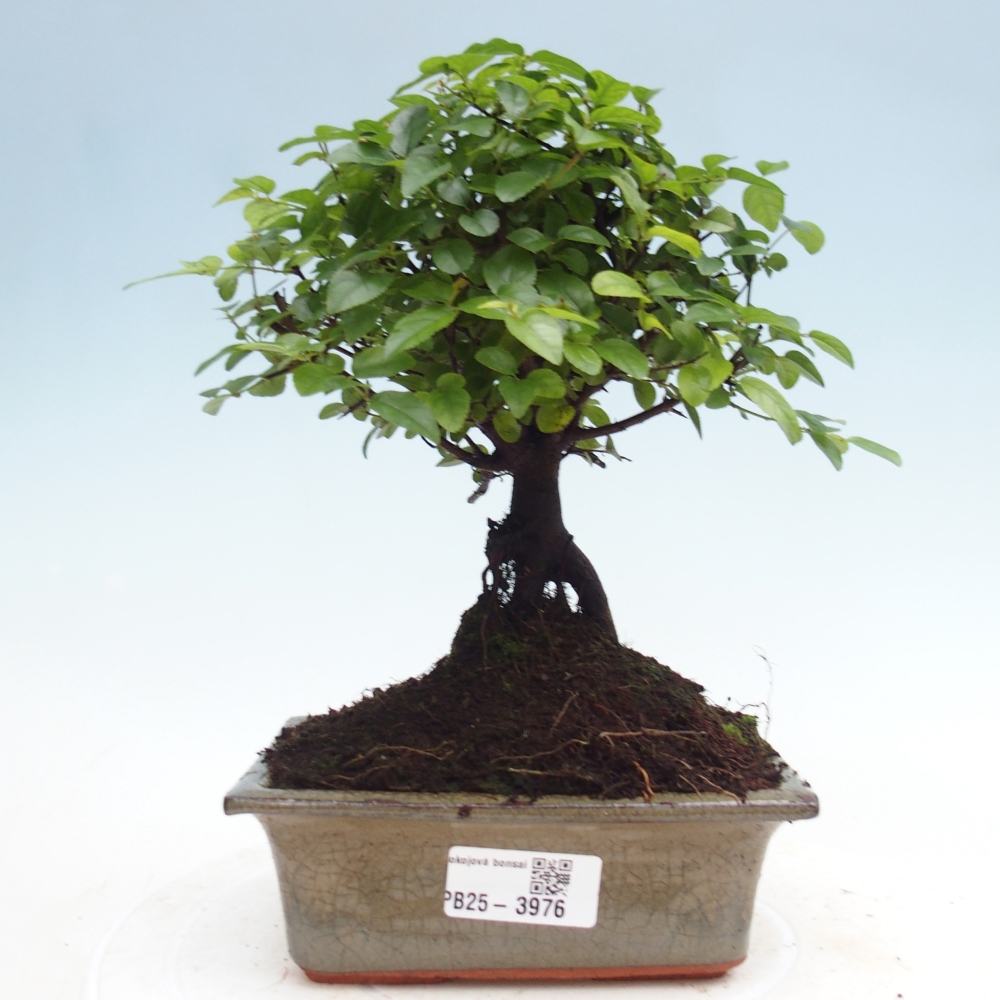 Room bonsai - Sageretia thea - Sageretia thea