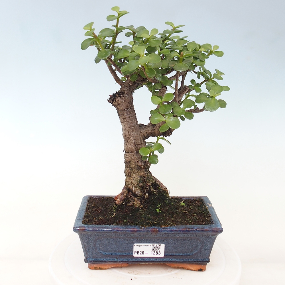 Room bonsai - Portulakaria Afra - Tlustice