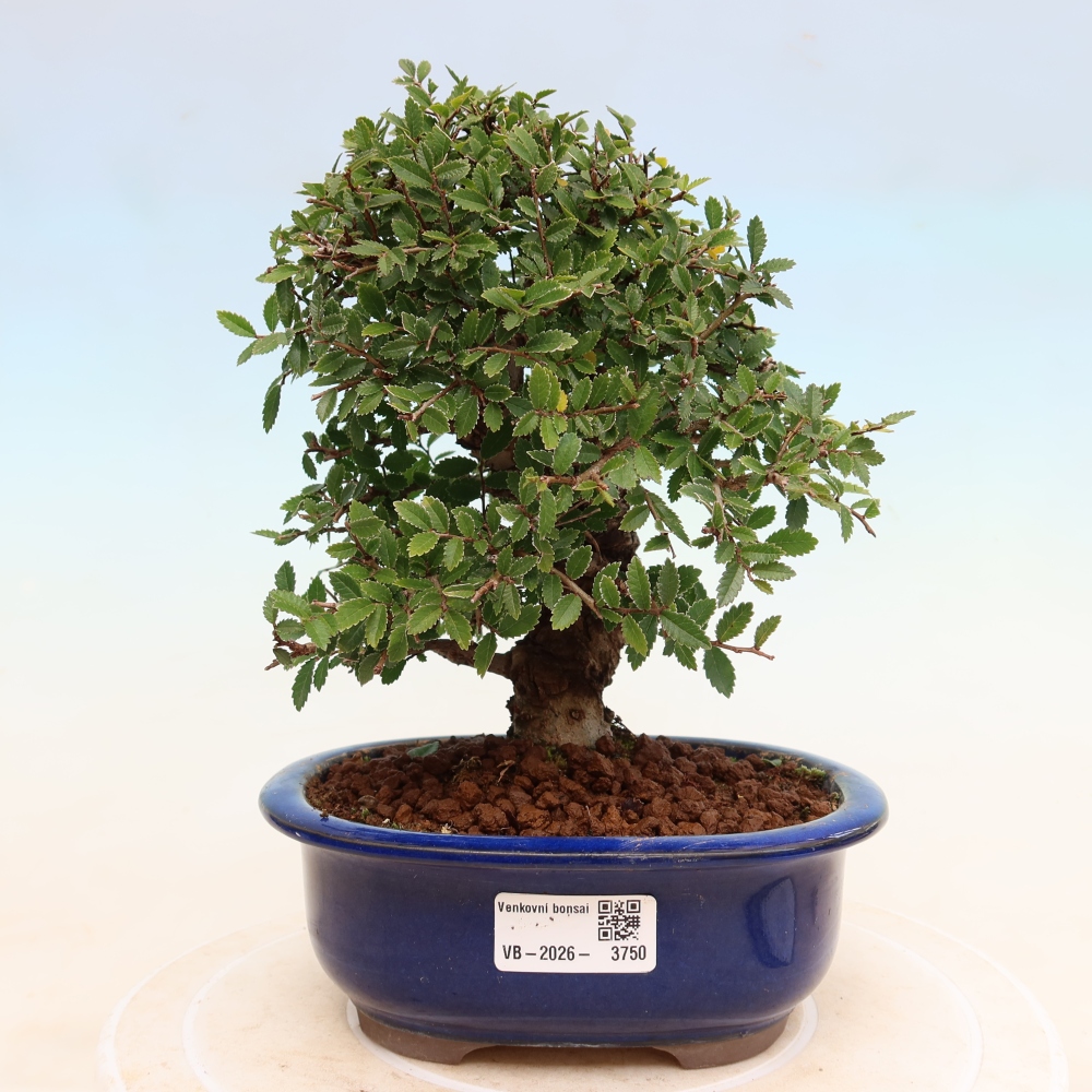 Outdoor bonsai - Zelkova - Zelkova NIRE