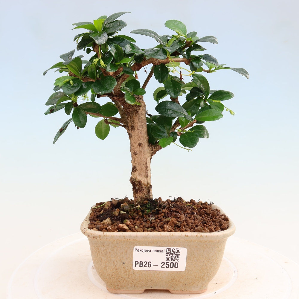 Room bonsai - Carmona macrophylla - Tea fuki