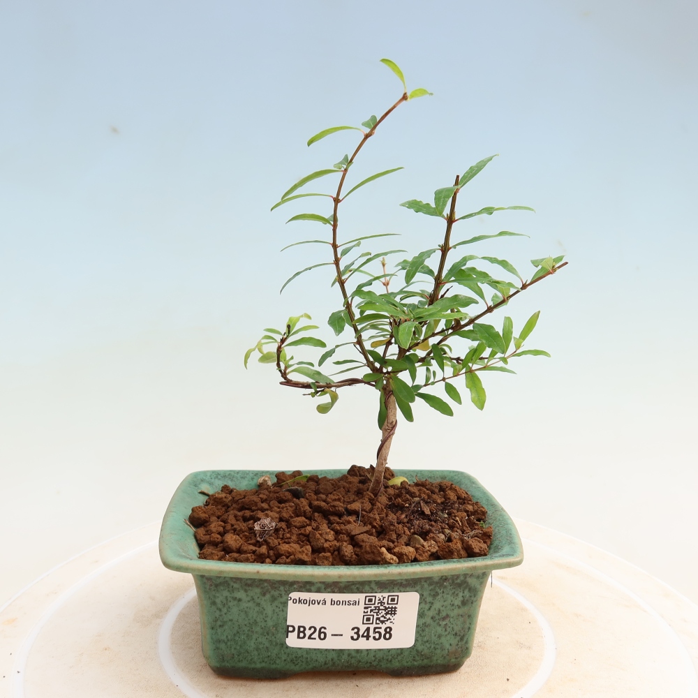 Room bonsai-PUNICA granatum nana-Granate apple
