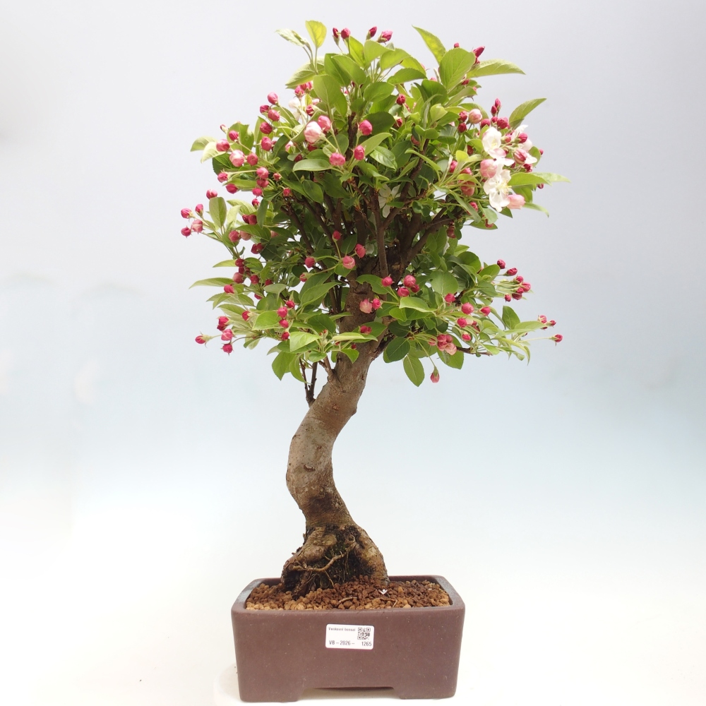 Outdoor bonsai -Malus halliana - Small-fruited apple tree