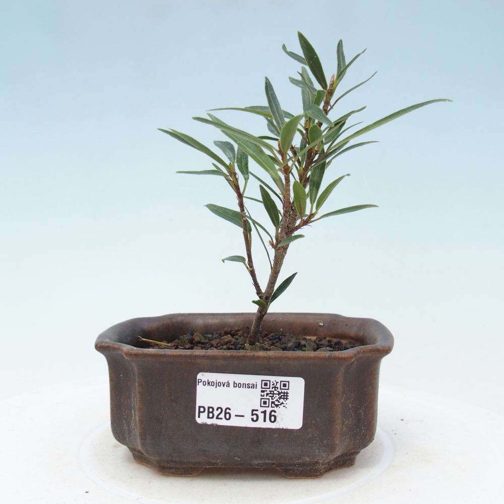 Room bonsai - Ficus nerifolia - small-leaved ficus
