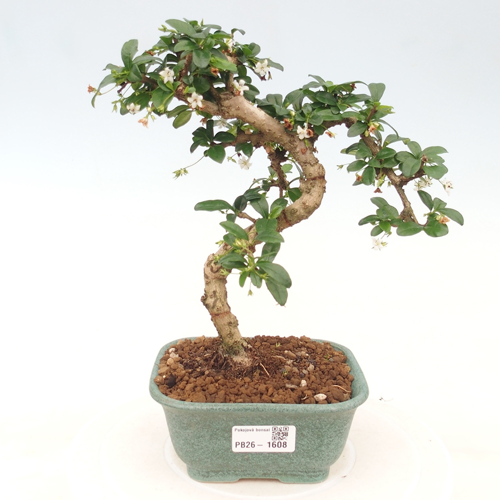Room bonsai - Carmona macrophylla - Tea fuki