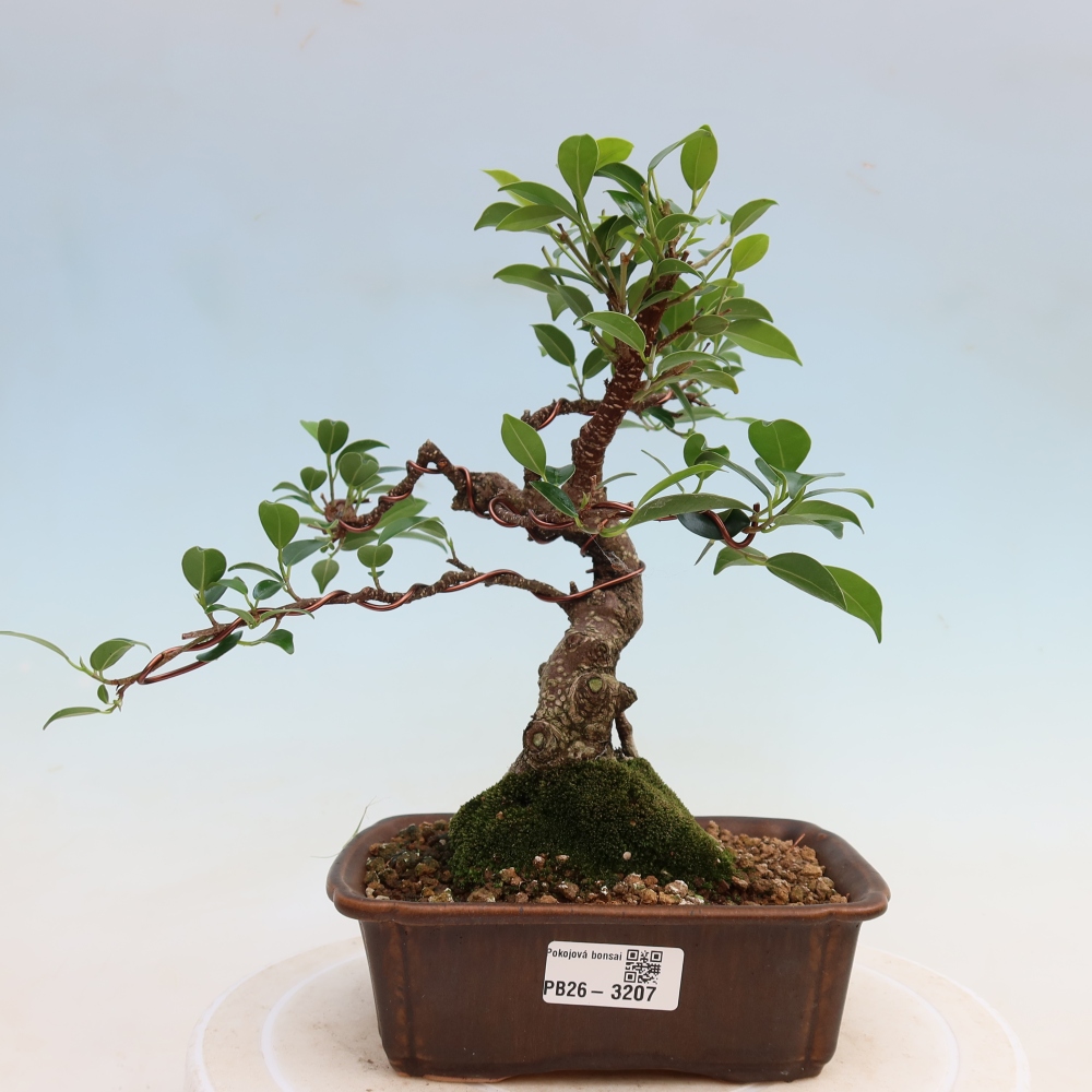 Room bonsai - Ficus kimmen - small-leaved ficus