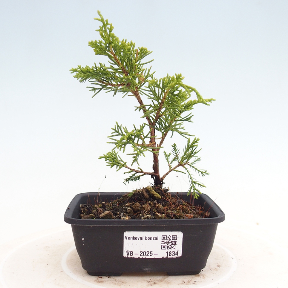 Outdoor bonsai - Juniperus chinensis Itoigawa - Chinese juniper