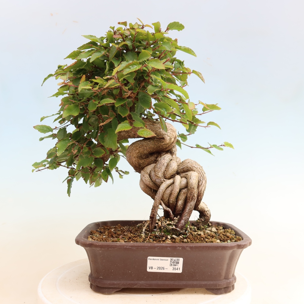 Outdoor bonsai -Carpinus CARPINOIDES - Korean Hornbeam