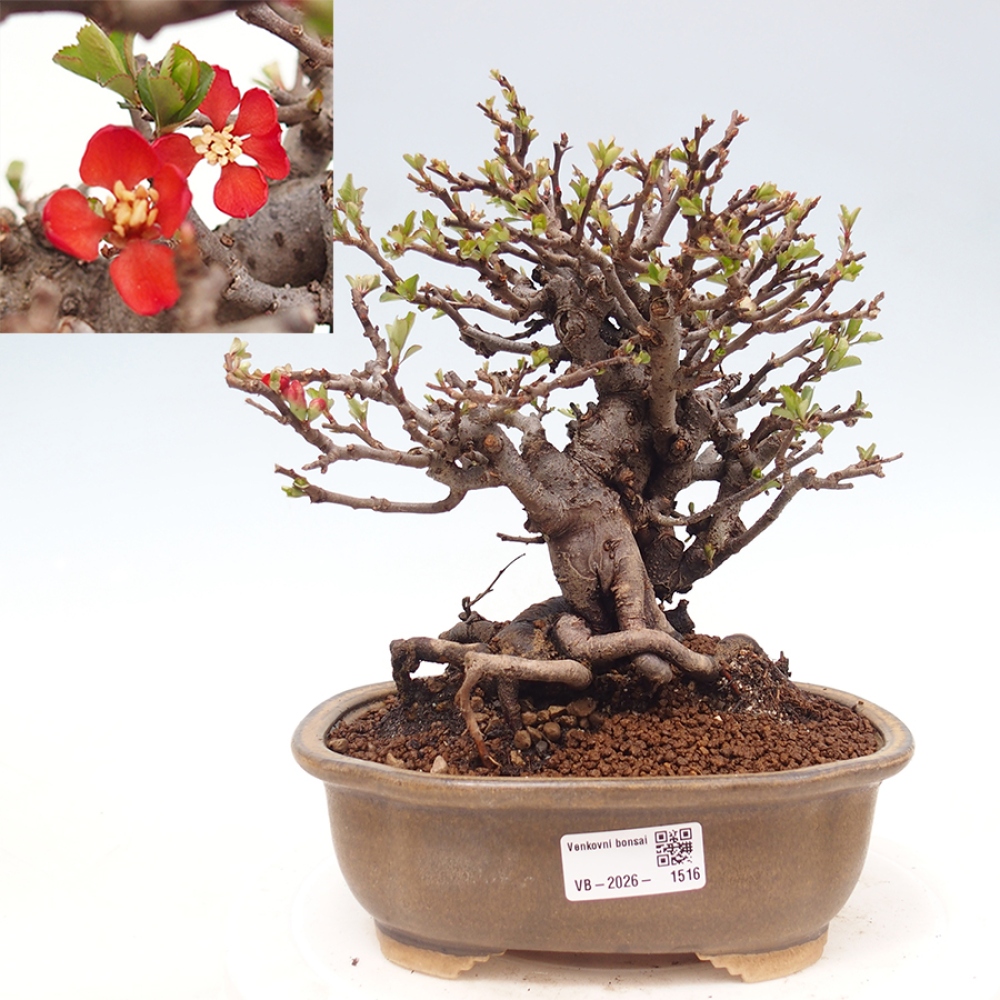 Outdoor bonsai - Chaneomeles speciosa - Quince