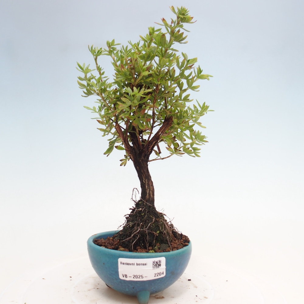 Outdoor bonsai-Cinquefoil - Potentila fruticosa yellow Bird
