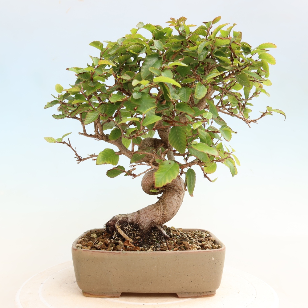 Outdoor bonsai -Carpinus CARPINOIDES - Korean Hornbeam