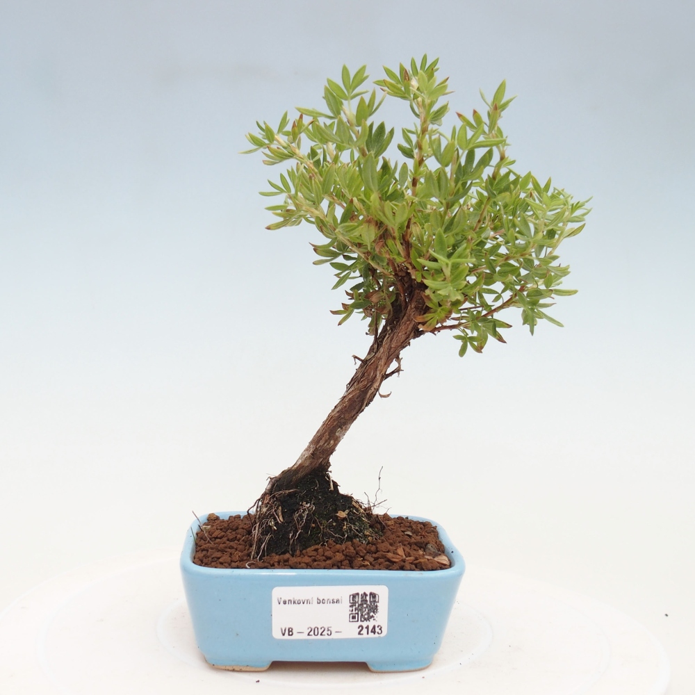 Outdoor bonsai-Cinquefoil - Potentila fruticosa yellow Bird