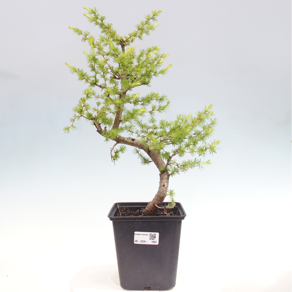 Outdoor bonsai -Larix decidua - Larch