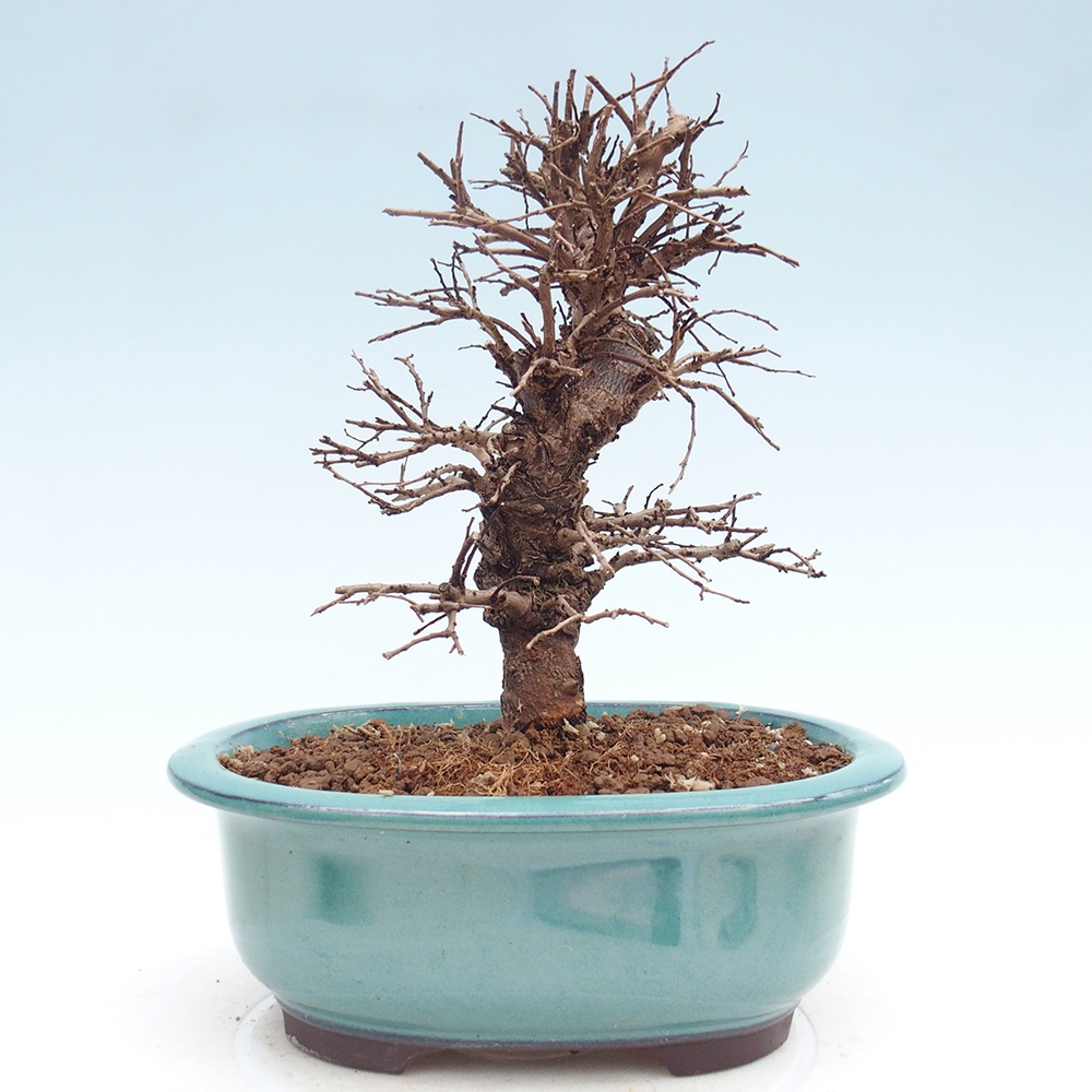 Outdoor bonsai - Zelkova - Zelkova NIRE