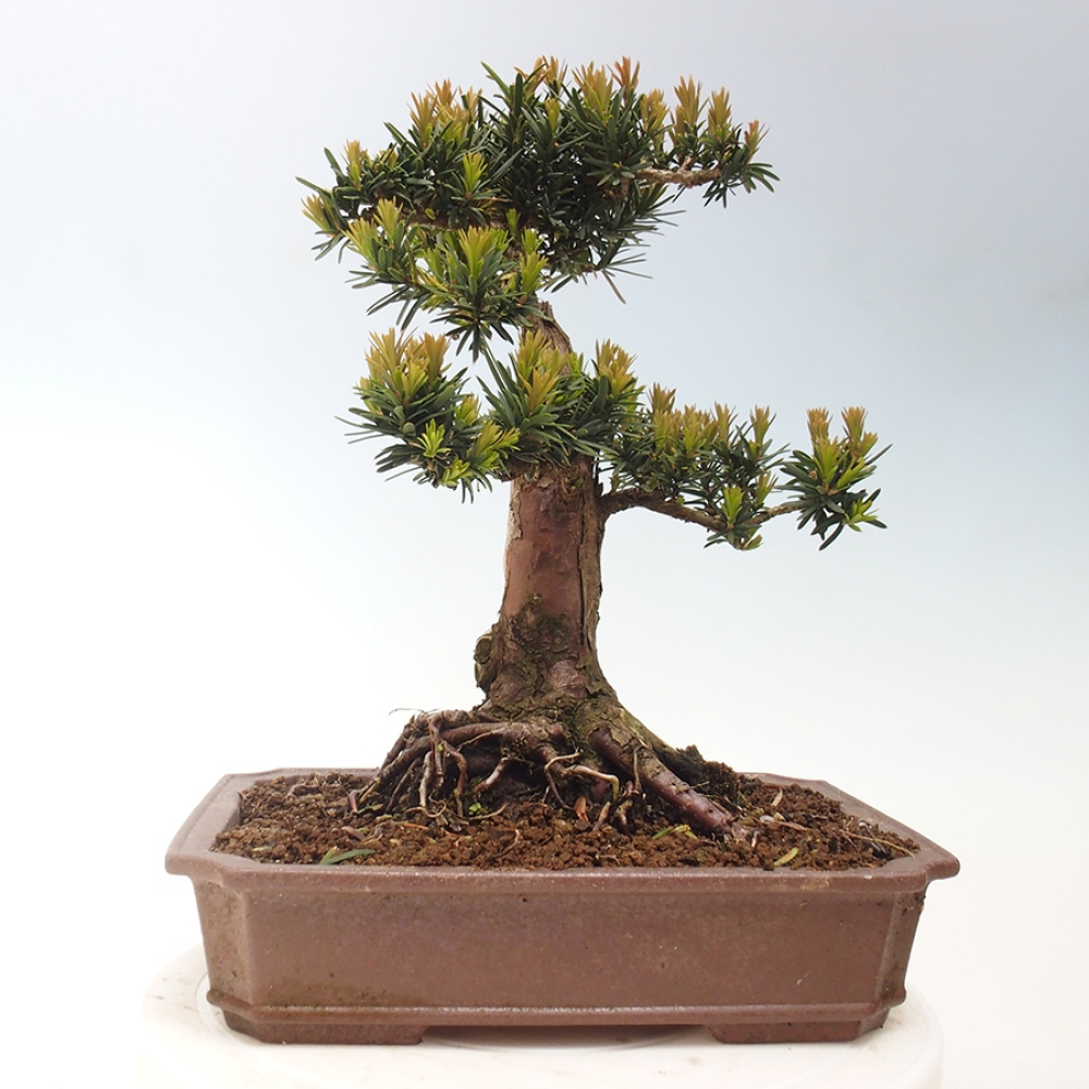 Outdoor bonsai - Taxus cuspidata - Japanese yew
