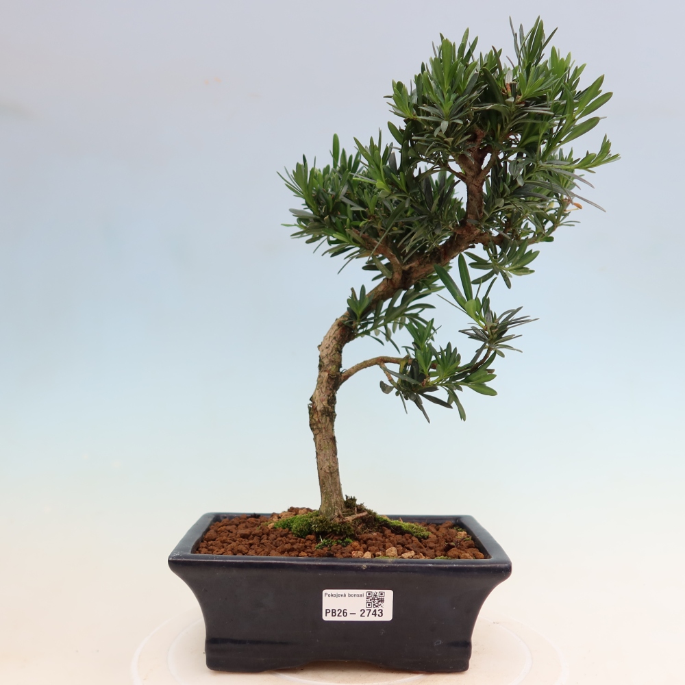 Room bonsai - Podocarpus - Stone Yew