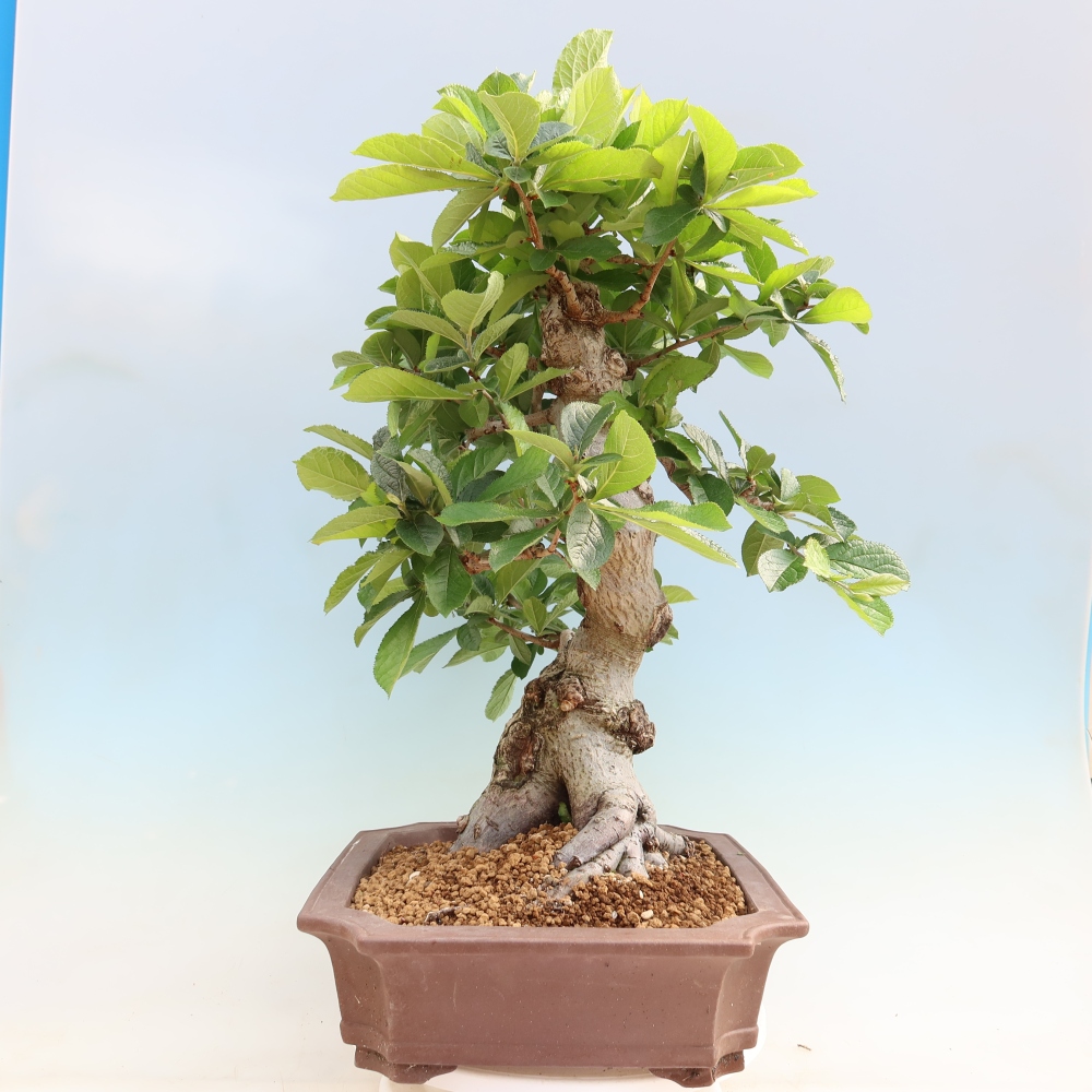 Outdoor Bonsai - Hairy Photinia - Photinia villosa