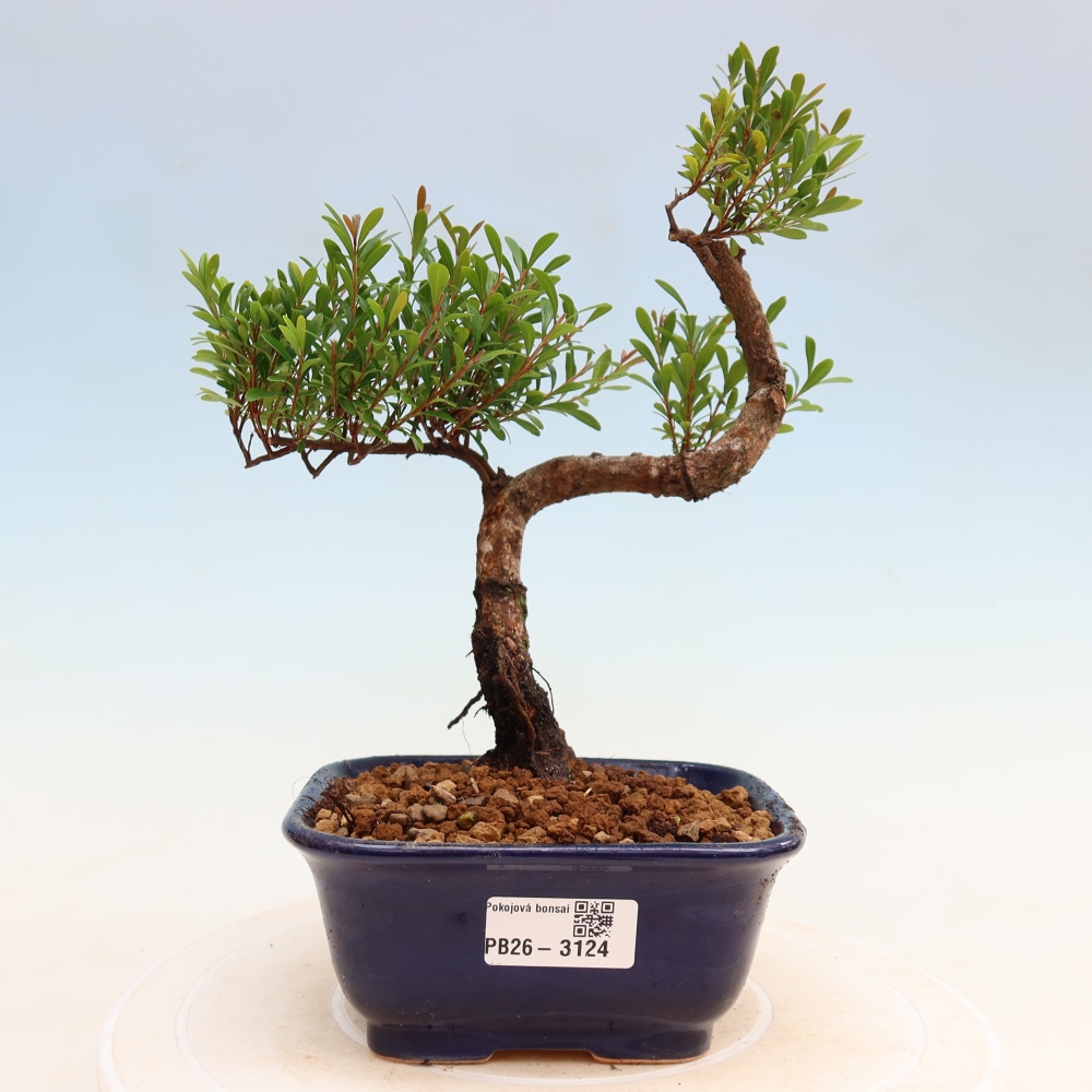 Room bonsai - Syzygium - Pimento