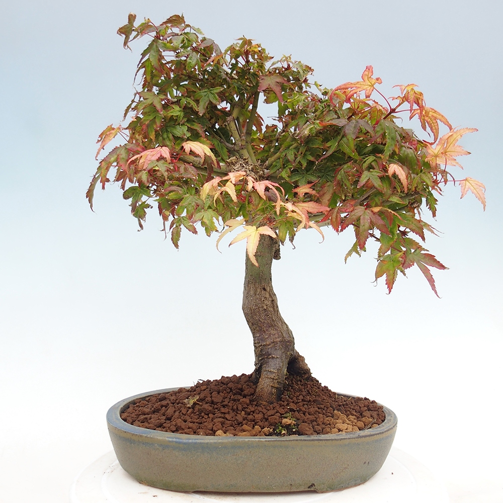 Acer palmatum KIOHIME - Palmetto maple